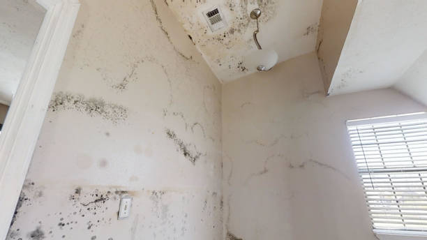 Best Environmental Consulting for Mold Prevention  in Hallstead, PA