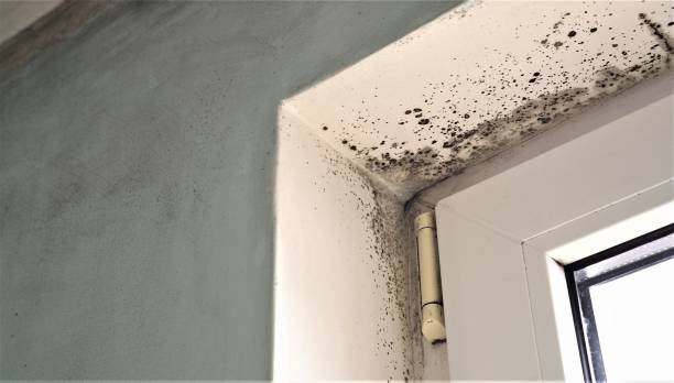 Best Industrial Mold Remediation  in Hallstead, PA