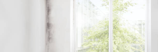 Best Biohazard Mold Removal  in Hallstead, PA