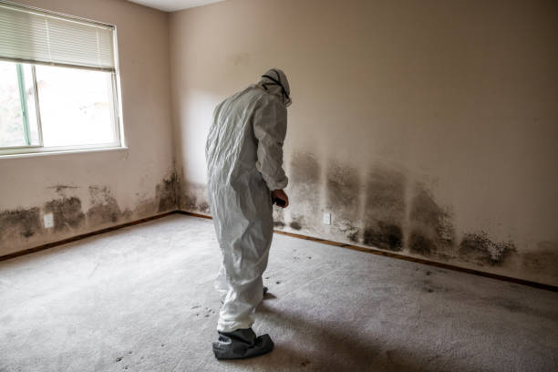 Best Emergency Mold Remediation  in Hallstead, PA